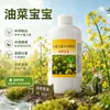 Colza colza bebé, rendimiento abundante, granos llenos, raíces fuertes, plántulas vigorosas, promueve el ramificado, más flores, más vainas, rendimiento aumentado, fertilizante foliar de alto rendimiento
