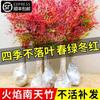 Dropshipping Flame Nandina - Plantas jóvenes en macetas antiguas para sala de estar, plantas verdes para patio interior y exterior, de pie, fáciles de mantener y resistentes al calor.