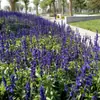 180 Variedades de Sementes de Flores Não Repetitivas, Fáceis de Cultivar em Todas as Estações, Podem Afastar Mosquitos, Adequadas para Varandas Internas e Externas, Distribuição Transfronteiriça