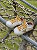 Zapatillas Infantiles Xshx de Estrella con Diseño Retro de Velcro Desgastado, Punta Ancha, Zapatos Infantiles de Wenzhou para Niños y Niñas, Nuevas Zapatillas Deportivas de Otoño
