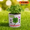 Caixa Surpresa de Planta em Vaso para Jardim de Infância Sementes de Flores de Plantas Infantis Decorações de Plantas Verdes para Desktop Pequenos Presentes Criativos Venda por Atacado