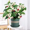 Planta em Vaso Flor da Respiração do Dragão com Mudas de Flores Floresce o Ano Todo, Planta Verde Durável com Flores Frescas para Sala de Estar Interna e Varanda