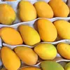 Manga Xiaotainong de Hainan 5kg Manga Xiaotainong Colhida na Hora Fruta Tropical da Estação Especialidade Manga Frete Grátis