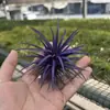 Venda Direta da Fábrica Orquídea do Ar Planta Aérea Planta Sem Solo Vermelho Amarelo Verde Elfo Barba de Velho Medusa Atacado