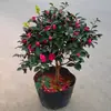 Planta Joven de Camelia para Té en Maceta con Capullos de Flor Perenne Todo el Año Resistente al Frío Fácil de Cultivar Patio Balcón Sala de Estar Interior Planta Verde Flores