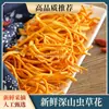 [Productos Frescos] Cordyceps Sinensis Fresco Seleccionado de Montañas Profundas, Cordyceps Sinensis, Cordyceps Dorado, Sopa, Estofado, Salteado Alimento Nutritivo