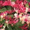 Plántulas de madreselva, plantas trepadoras, plantas de cuatro estaciones, flores trepadoras, plantas ornamentales para jardines, plantas de hoja perenne, adecuadas para balcones y macetas, plantas con flores