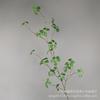 Simulación de Plantas Verdes Hoja de Guanyinlian Ratán Simple Zen Simulación de Ramas de Plantas Muebles de Interior Decoración de Jardinería