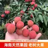 Lichias Frescas 2026, Colhidas e Enviadas Frescas, Lichias de Hainan com Fragrância de Osmanthus, Primeira Safra de Maturação Precoce, Enviadas por Ar, Envio Direto de Uma Peça