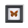 Porta-Retrato Fotográfico de Espécime de Borboleta Pintura Decorativa de Madeira Ornamento Retro Europeu Suporte de Exibição Móveis DIY Presente de Aniversário Presente