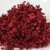 Grado B Flor de Hortensia Anna Flor Preservada Hortensia Soñadora Color Degradado Hortensia Flor Seca Flor Fresca 5g/paquete Directo de Fábrica