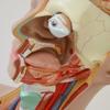 85CM Modelo de Tronco Humano de Meio Corpo Sem Órgãos de Fábrica Direto 17 Peças Removíveis Modelo de Ensino Biomédico