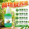 Solución Revitalizante Específica para Plantas Flor de Maceta Crecimiento Absorción Activa para Tallos Desnudos Caída de Hojas Amarillas Crecimiento Rápido Tipo General