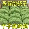 Fideos de Cinco Verduras, Fideos Instantáneos No Fritos, Fideos de Verduras, Sustituto de Comida, Caja Completa, Venta al por Mayor de Fábrica de Origen, Empaquetados Individualmente
