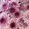 [Crisântemo Multiflora] Floricultura Atacadista de Kunming, Vários Crisântemos Multiflora com Longo Período de Floração, 10 Hastes/Laço
