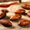 Pupas de Gusano de Seda del Noreste, Pupas de Gusano de Seda Amarillas, Pupas de Gusano de Seda Vivas Frescas, Pupas de Gusano de Seda Frescas, Pupas de Gusano de Seda Biamarillas, Venta al por Mayor de Fábrica