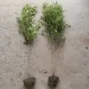 Envío directo de plantones de boj de hoja pequeña y tallo alto en forma de piruleta para el jardín, que son resistentes al frío y a la sequía, perennes y no pierden las hojas.