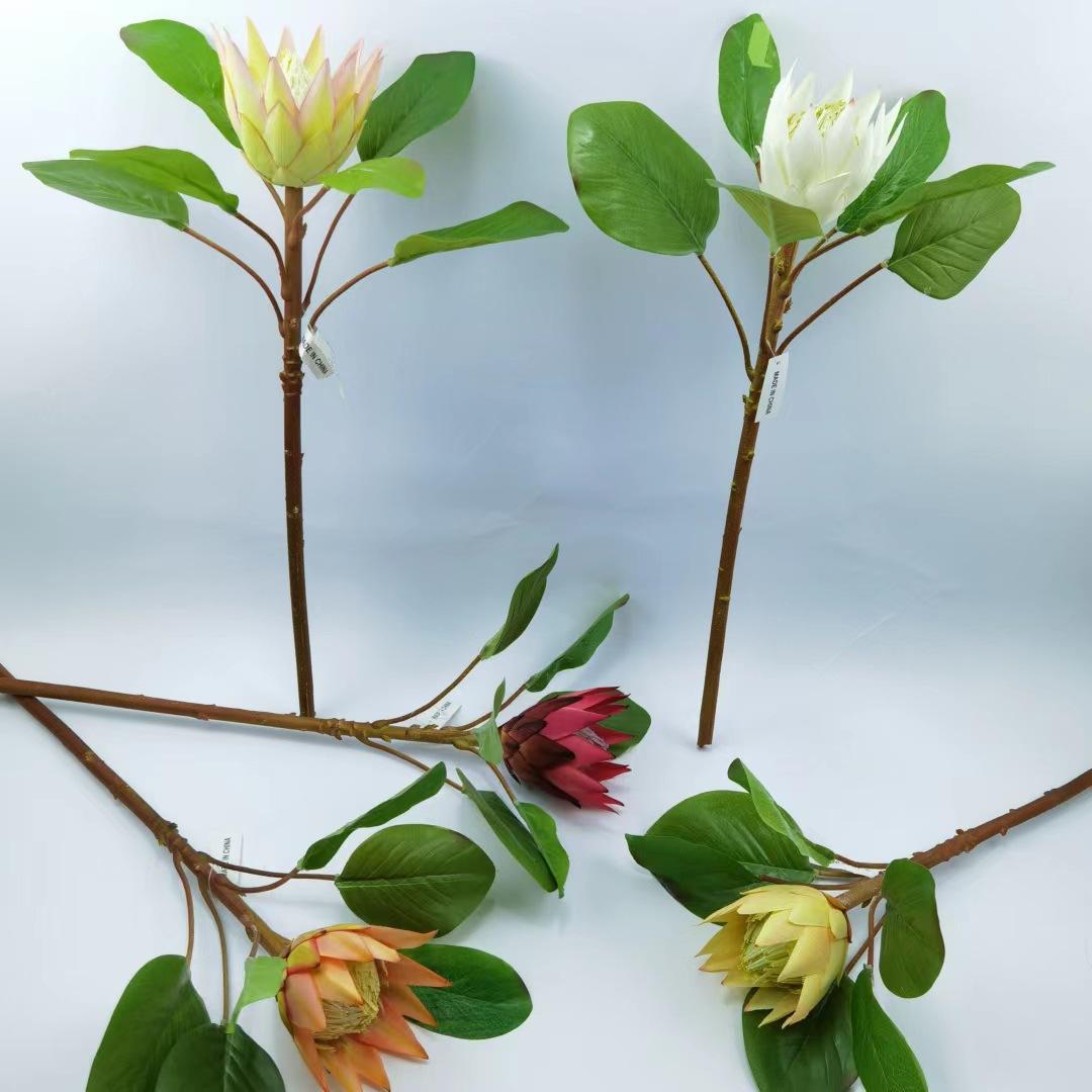 小帝王花