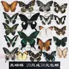 No al por mayor accesorios de fotografía especímenes de mariposa jardín de infantes alas extendidas estado insecto real mariposas mixtas enseñanza mariposas originales colección