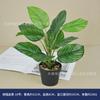 Bonsai de Planta Verde Simulado Combinação de Suculentas Simuladas Sala de Estar Escritório Mesa de Conferência Exibição Planta Verde em Vaso Lobby de Hotel