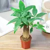 Árvore da Fortuna Pequena em Vaso Plantas Verdes de Mesa Plantas Verdes de Interior Árvore da Fortuna Atacado Plantas Verdes Árvore da Fortuna Sempre-Verde o Ano Todo
