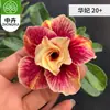 Planta en Maceta Rosa del Desierto con Doble Pétalo, Planta Verde Resistente a la Sequía, Fácil de Cuidar en Interiores o en el Balcón, Planta Suculenta Fácil de Mantener en Verano