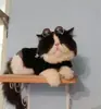 Gafas de Moda para Mascotas, Gafas de Sol para Gatos, Gafas de Sol para Perros, Teddy con Estilo, Sombreros Divertidos, Accesorios de Peluche para Mascotas