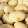 Venta Directa de Fábrica Máquina Peladora y Limpiadora de Papas, Máquina Peladora de Acero Inoxidable para Taro y Camote, Máquina Peladora de Melón y Frutas