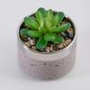Directo de fábrica maceta para planta carnosa personalizable gruesa certificación BSCI exportación escritorio Balcón decoración