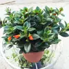 Plántulas de Cinta, Hiedra, Clorofito, Planta de Labial, Peonía, Planta de Cinta, Cinta Perla, Plantas Verdes Colgantes para Balcón de Interior