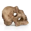 Ornamentos para Aquário Tanque de Peixes Paisagem de Grama Aquática Dinossauro Crocodilo Crânio de Ovelha Crânio de Resina Rinoceronte Homem-Macaco Ornamentos para Pets