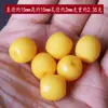 Accesorios DIY de Bodhi de Estrella y Luna Cuentas Cilíndricas de Cera de Abeja Imitación Cuentas Sueltas Accesorios de Cuentas Budistas Cuentas Superiores de Cera de Abeja Cuentas Redondas