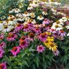 Sementes Domésticas Pacote Pequeno Combinação Fácil de Cultivar em Todas as Estações Varanda Pátio Jardinagem Doméstica Sementes de Flores Fabricante Atacado Entrega