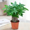 Árbol del Dinero Plantas en Maceta Interior Sala de Estar Plantas Verdes Bonsái Pequeño Perenne Oficina Fácil de Cultivar Pequeñas Flores en Maceta