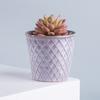 Maceta Creativa Carnosa de Planta Hecha a Medida con Patrón de Escamas de Pez Sistema de Color Morandi Minimalista Nórdico Hermosa Decoración de Mesa de Comedor