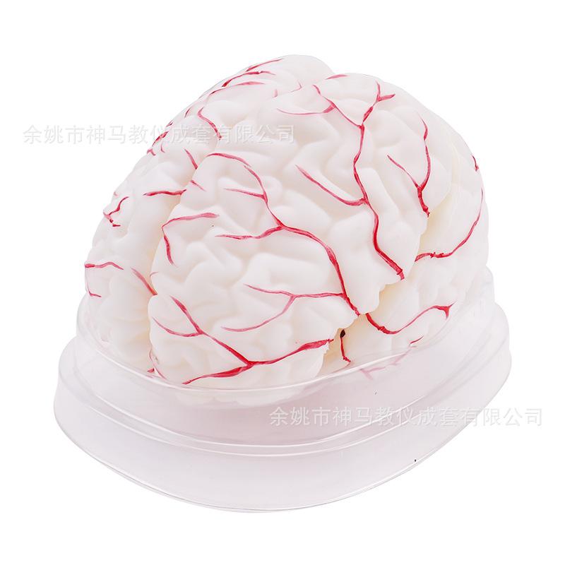 脑解剖模型8件套-4