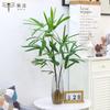 Plantas Hidropónicas de Bambú Marrón con Raíces Cultivadas en Agua Bambú Marrón Armanthus Jinshan Maceta Blanca de Escritorio para Interiores Palma Blanca Pluma de Primavera Verde Flores de Plantación