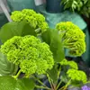 Coliflor artificial, fruta suculenta, fruto de hortensia, accesorios de fotografía, arreglos florales de boda, flores artificiales, coliflor de goma suave, flores artificiales