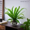 Gardenia Hidropónica Bola de Musgo en Maceta Rosa Miniatura Plantas de Oficina Bambú de la Suerte Árbol del Dinero de Escritorio Interior