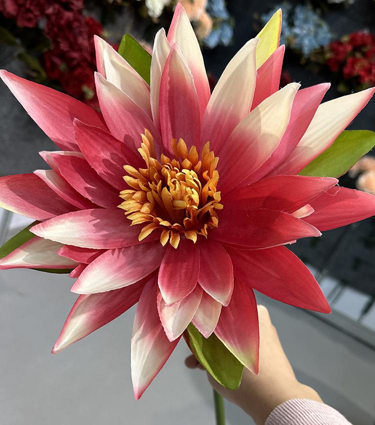 单支富贵荷花-红色.jpg