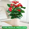 Planta en maceta de Anthurium hidropónico con flores, Buena suerte y viento en popa, Fácil de vivir, Flores en floración y plantas verdes en todas las estaciones, Fácil de cultivar en interiores