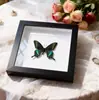 Mariposa Real, Especie Preciosa de Verano, Mariposa Rara, Mariposa Pequeña de Cinta Verde, Adorno de Escritorio, Espécimen de Regalo, Pintura Decorativa, Espécimen de Mariposa