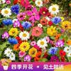 Semillas Caseras Paquete Pequeño Combinación Fácil de Cultivar en Todas las Estaciones Balcón Patio Jardinería Casera Semillas de Flores Fabricante Venta al por Mayor Entrega
