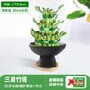 Torre de Bambú, Bambú Rico, Plantas Hidropónicas, Sala de Estar, Bambú Atractor de Fortuna, Bambú Cultivado en Agua con Raíces, Bambú Guanyin, Plantas Verdes, Plantas en Maceta, Ascendiendo Constantemente