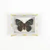Mariposa Ojo de Esmeralda Azul Mariposa Real Imán para Refrigerador Espécimen Marco de Fotos Terminado Regalo de Gama Alta Pintura Decorativa