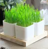 Semillas de Flor de Hierba para Gatitos Son Fáciles de Cultivar en Todas las Estaciones Maceta Interior Hidropónica Semillas de Hierba para Gatos Semillas de Hierba Paquete Original de Color