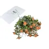 Hierba Rosa de Jade Simulada Decoración de Piso para Hogar Interior Planta Falsa Ramo de Flores Artificiales Arreglo Floral Decorativo
