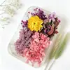 Materiais DIY Flor Eterna, Flores Naturais Coloridas, Flores Secas, Presentes Artesanais, Velas de Presente, Acessórios Decorativos, Atacado do Fabricante