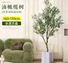 Planta de olivo en maceta para sala de estar interior, esquejes reales, planta grande en maceta, fácil de cuidar, adecuada para inauguración de casa y mudanza