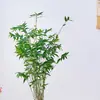 Planta Hidropónica Arroz Musgo de Bambú Bola Maceta Helecho Bambú Interior Sala de Estar Escritorio Planta Verde Ornamental Bambú Zen Bonsái